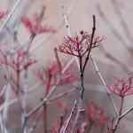 Gray Dogwood (Cornus Racemosa) 10 seeds