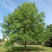 Green Ash (Fraxinus Pennsylvanica) 20 seeds