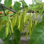 Green Ash (Fraxinus Pennsylvanica) 5 seeds