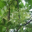 Green Ash (Fraxinus Pennsylvanica) 5 seeds