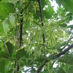 Green Ash (Fraxinus Pennsylvanica) 10 seeds