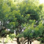 Green Wattle Acacia (Acacia Decurrens) 100 seeds
