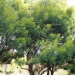 Green Wattle Acacia (Acacia Decurrens) 5 seeds