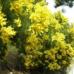 Green Wattle Acacia (Acacia Decurrens) 20 seeds