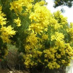 Green Wattle Acacia (Acacia Decurrens) 100 seeds