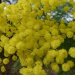 Green Wattle Acacia (Acacia Decurrens) 10 seeds