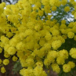 Green Wattle Acacia (Acacia Decurrens) 100 seeds