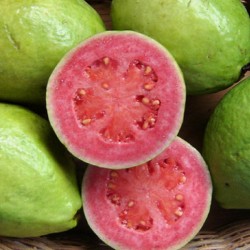 Guava (Psidium Guajava) 15 seeds
