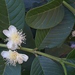 Guava (Psidium Guajava) 15 seeds