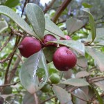 Guava (Psidium Guajava) 15 seeds