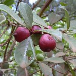 Guava (Psidium Guajava) 300 seeds