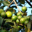 Guava (Psidium Guajava) 15 seeds