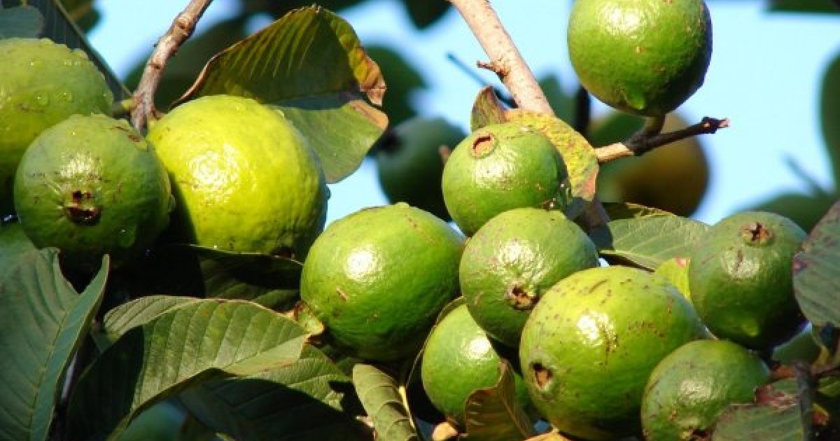 Buy Guava (Psidium Guajava) 30+ seeds online Seeds