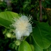 Guava (Psidium Guajava) 30 seeds