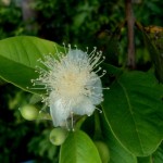 Guava (Psidium Guajava) 30 seeds