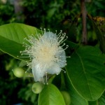 Guava (Psidium Guajava) 30 seeds