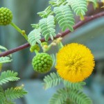 Gum Arabic Tree (Acacia Arabica) 7 seeds