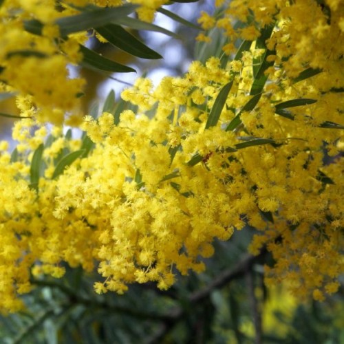 Gum Arabic Tree (Acacia Arabica) 15 seeds