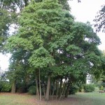 Gumbo file (Sassafras Albidum) 10 seeds