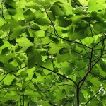 Gumbo file (Sassafras Albidum) 5 seeds