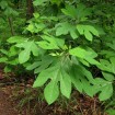 Gumbo file (Sassafras Albidum) 30 seeds