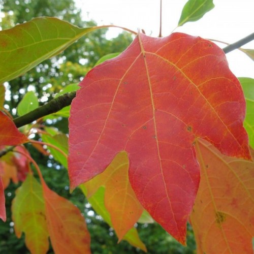 Gumbo file (Sassafras Albidum) 5 seeds