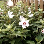 Hairy Rose Mallow (Hibiscus Lasiocarpus) 15 seeds