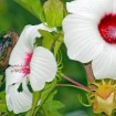 Hairy Rose Mallow (Hibiscus Lasiocarpus) 30 seeds