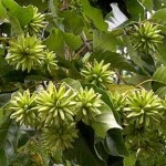 Happy Tree (Camptotheca Acuminata) 5 seeds