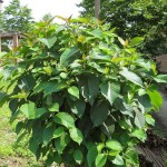 Happy Tree (Camptotheca Acuminata) 3 seeds