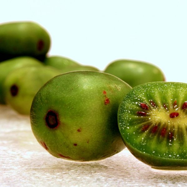 Details about   50 Kiwi Actinidia Deliciosa seeds