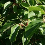 Hardy Kiwi (Actinidia Arguta) 30 seeds