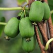 Hardy Kiwi (Actinidia Arguta) 15 seeds