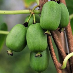 Hardy Kiwi (Actinidia Arguta) 30 seeds