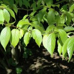 Hardy Rubber Tree (Eucommia Ulmoides) 20 seeds