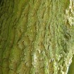 Hardy Rubber Tree (Eucommia Ulmoides) 7 seeds