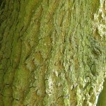 Hardy Rubber Tree (Eucommia Ulmoides) 7 seeds
