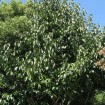 Hardy Rubber Tree (Eucommia Ulmoides) 15 seeds