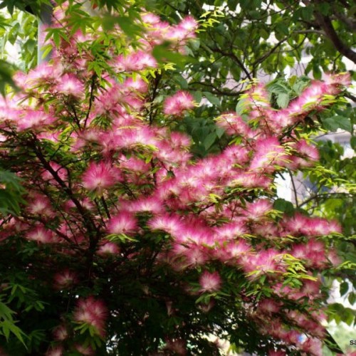 Silky Mimosa (Albizia Julibrissin Rosea) 7 seeds