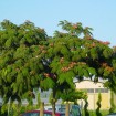 Silky Mimosa (Albizia Julibrissin Rosea) 7 seeds