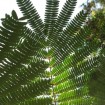 Silky Mimosa (Albizia Julibrissin Rosea) 15 seeds