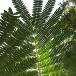 Silky Mimosa (Albizia Julibrissin Rosea) 7 seeds