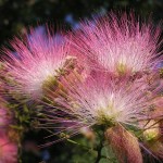 Silky Mimosa (Albizia Julibrissin Rosea) 7 seeds