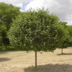 Hedge Maple (Acer Campestre) 50 seeds