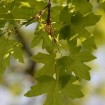 Hedge Maple (Acer Campestre) 7 seeds