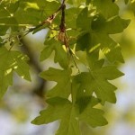 Hedge Maple (Acer Campestre) 10 seeds