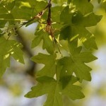 Hedge Maple (Acer Campestre) 25 seeds