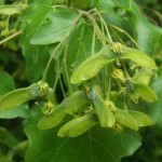 Hedge Maple (Acer Campestre) 25 seeds