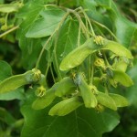 Hedge Maple (Acer Campestre) 7 seeds