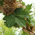 Hedge Maple (Acer Campestre) 7 seeds